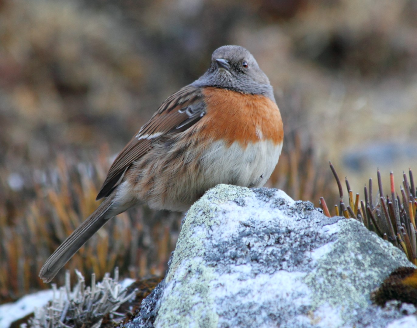 Robin Accentor