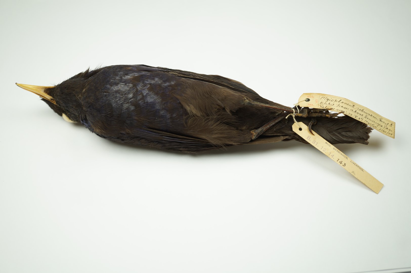 Robinson's Whistling Thrush