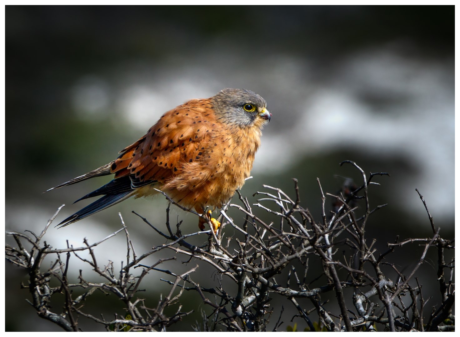 Rock Kestrel