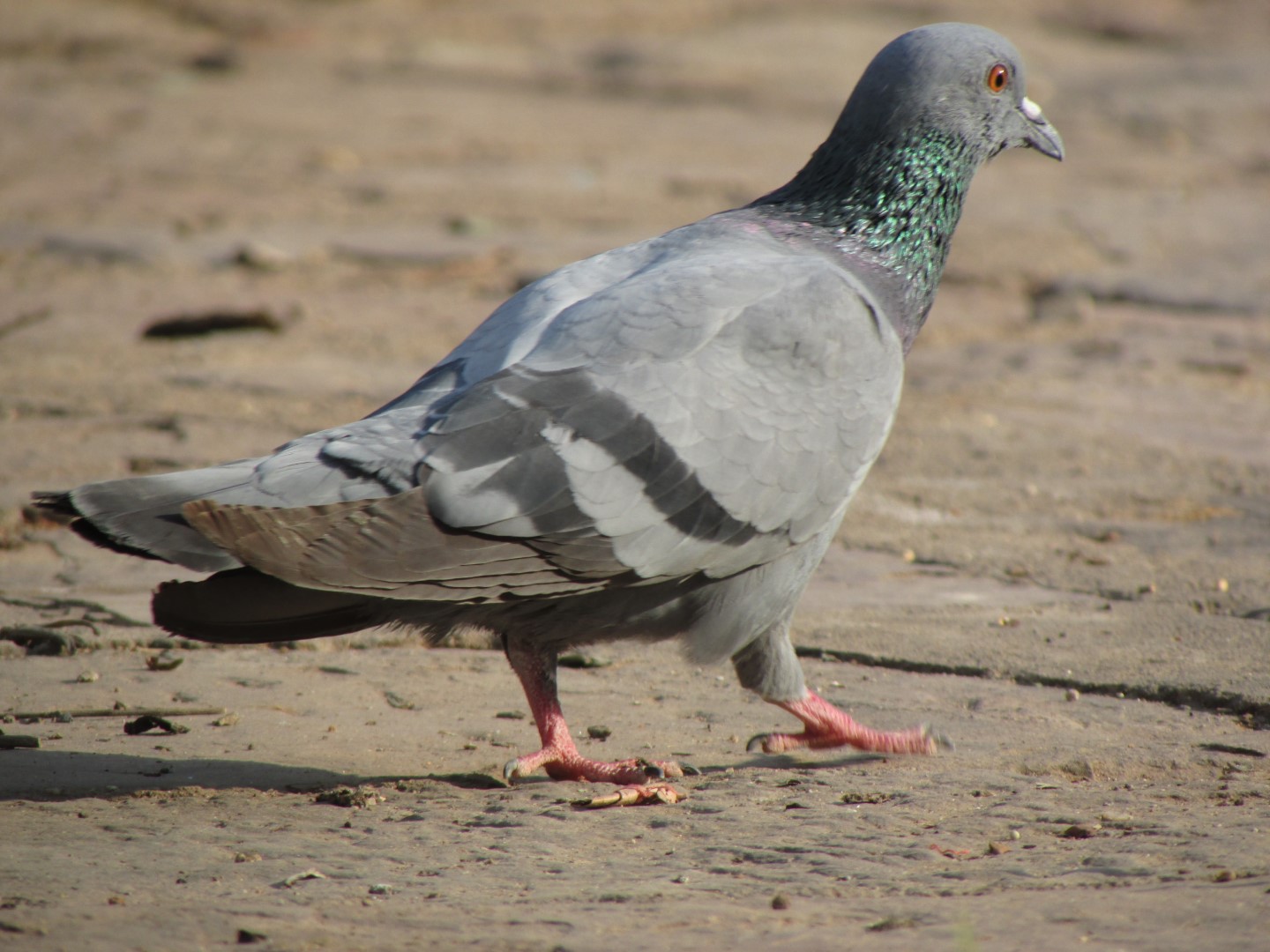 Rock Pigeon