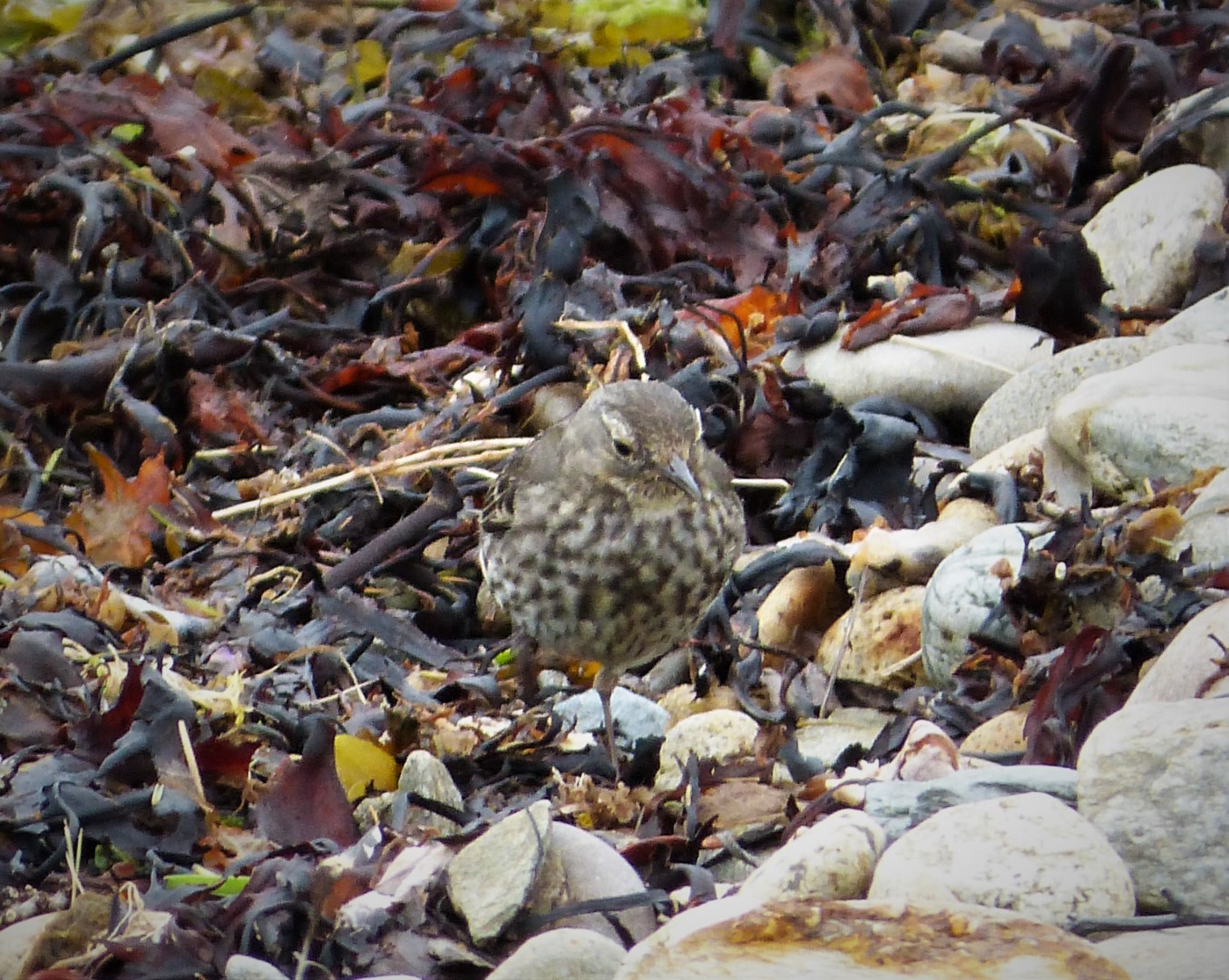 Rock Pipit