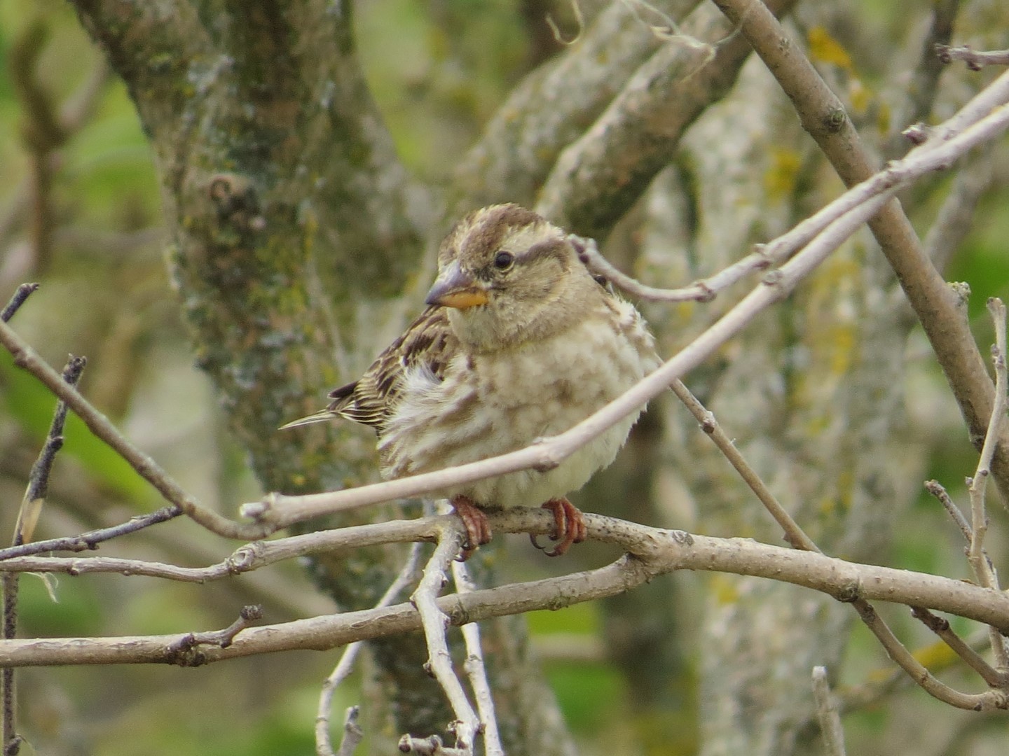 Rock Sparrow