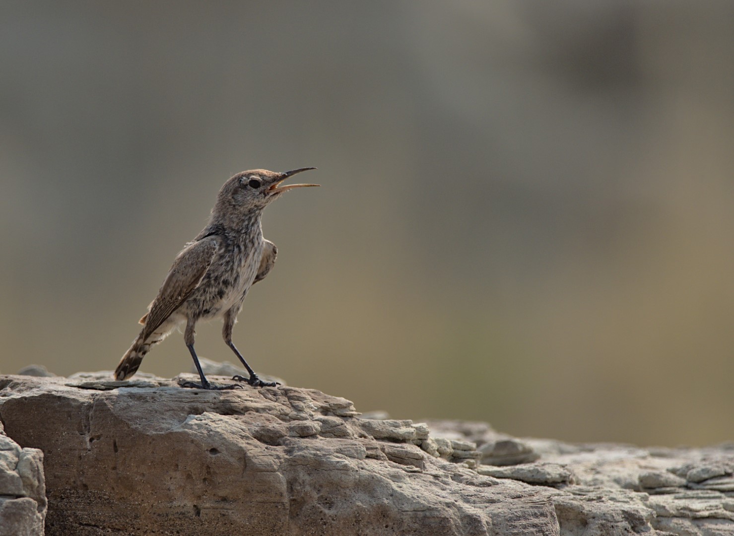 Rock Wren