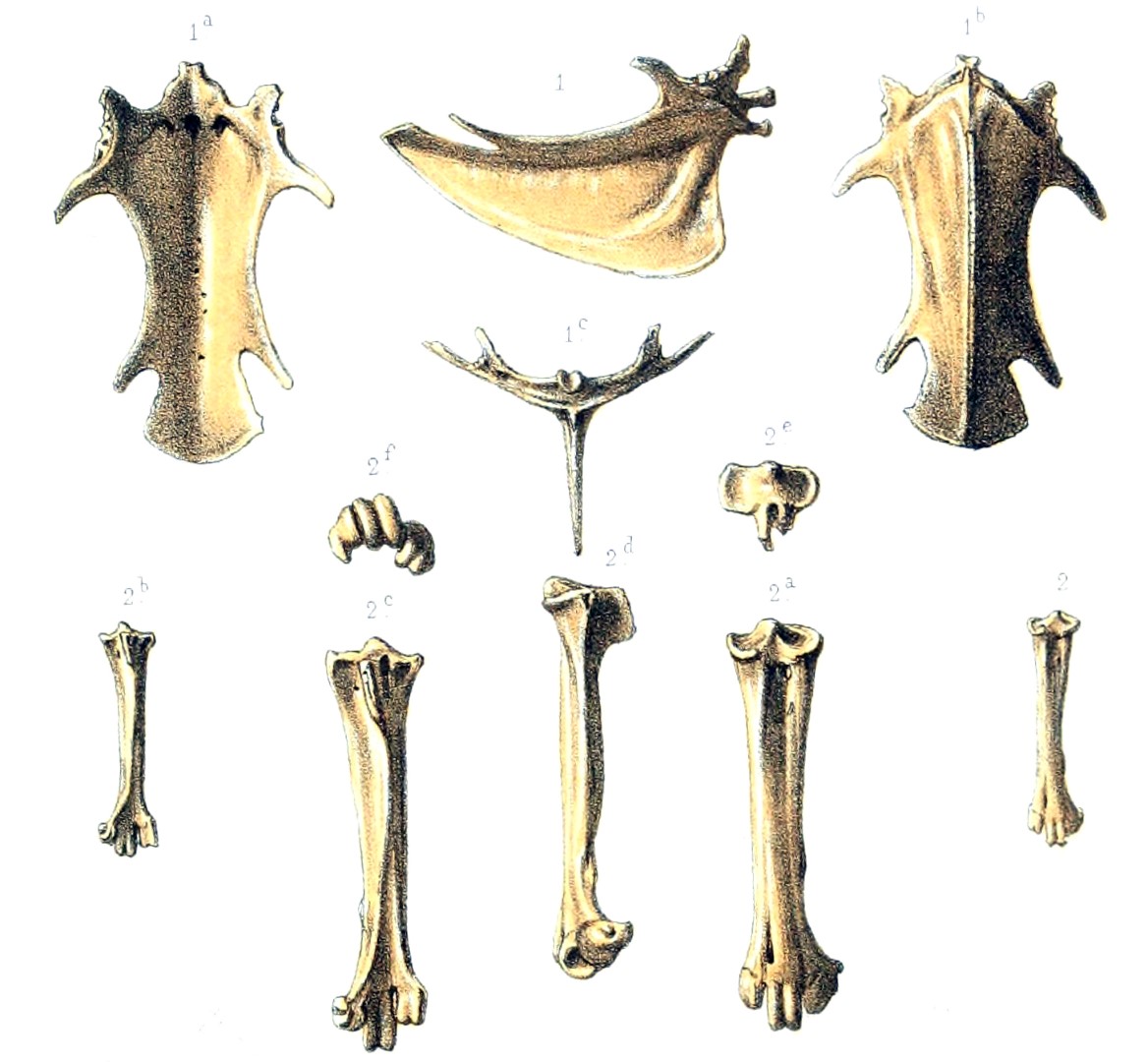 Rodrigues Blue Pigeon