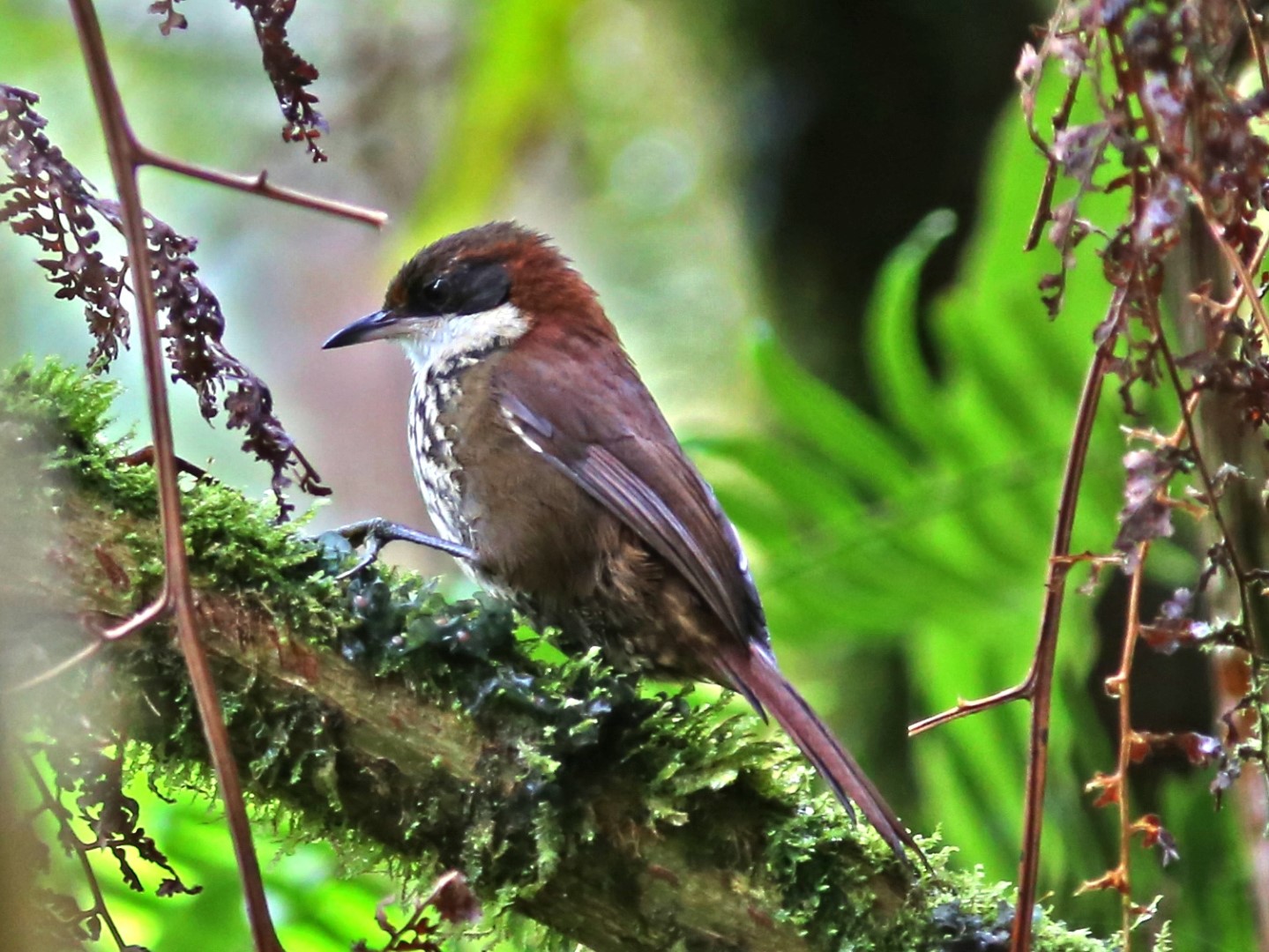Roraima Tapaculo