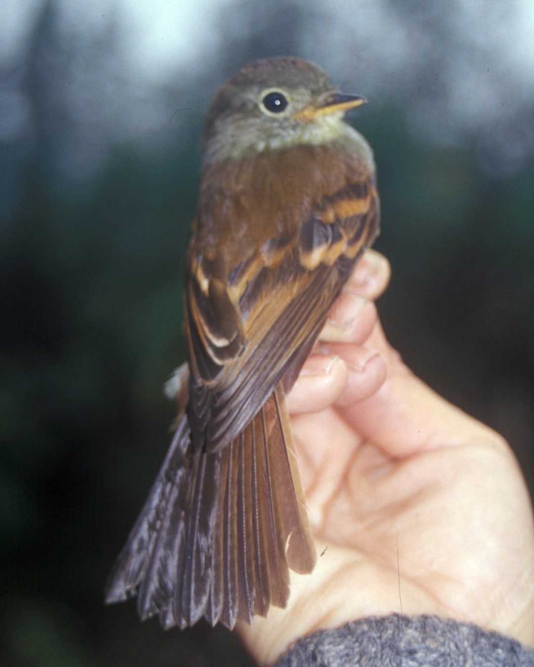 Roraiman Flycatcher