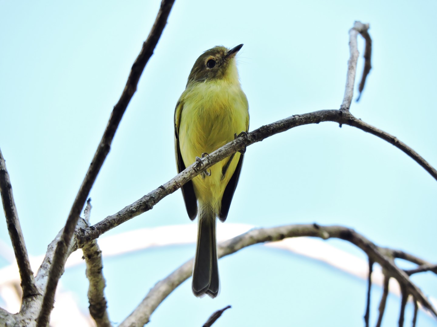 Roraiman Tyrannulet