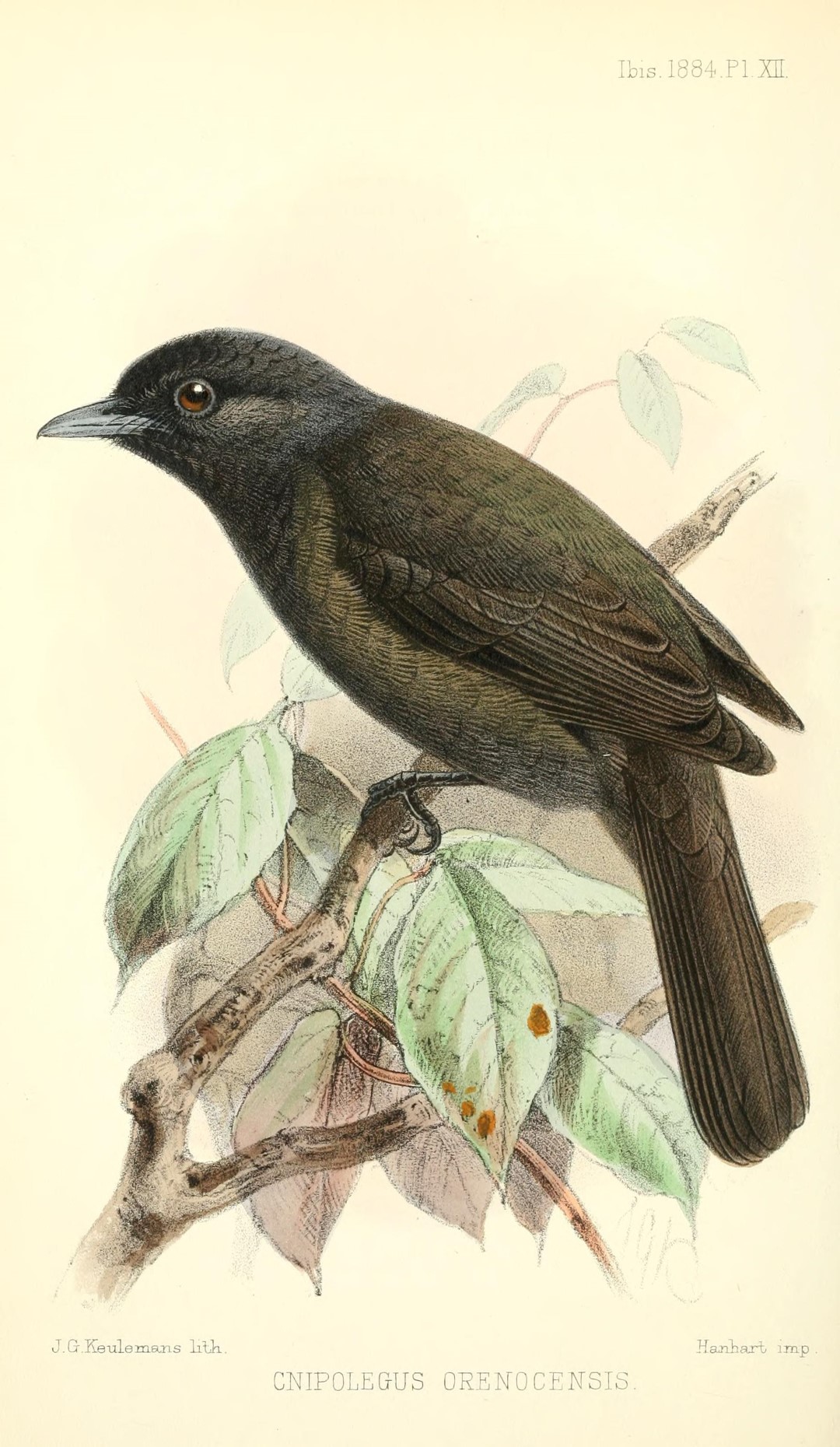 Roraiman Tyrant-Manakin