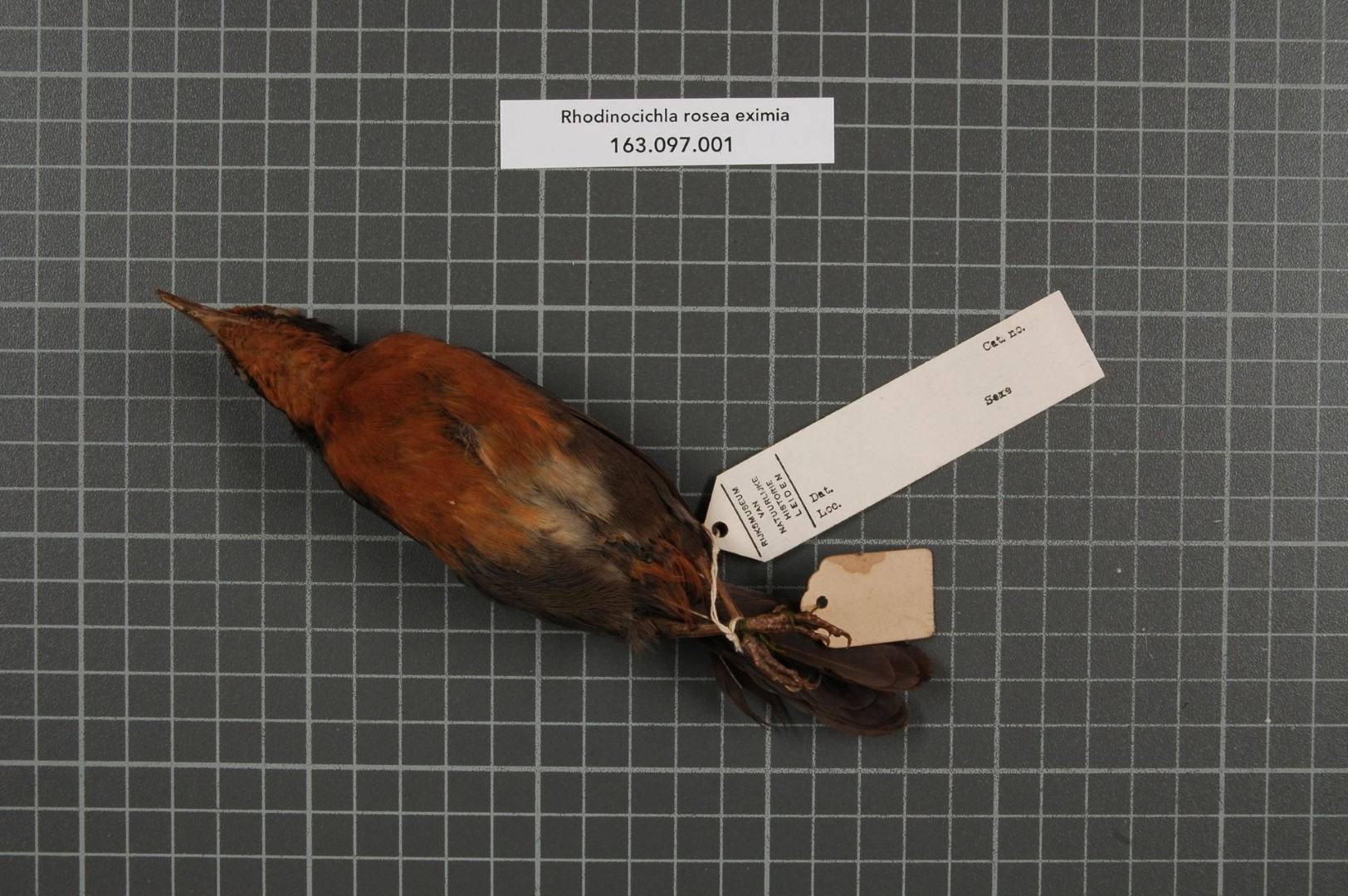 Rose-colored Starling