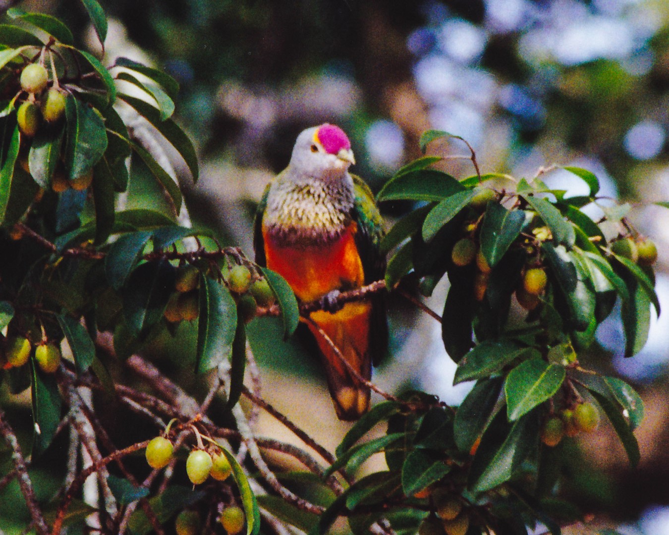 Rose-crowned Fruit Dove