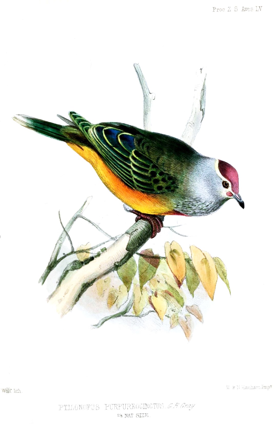 Rose-crowned Fruit Dove
