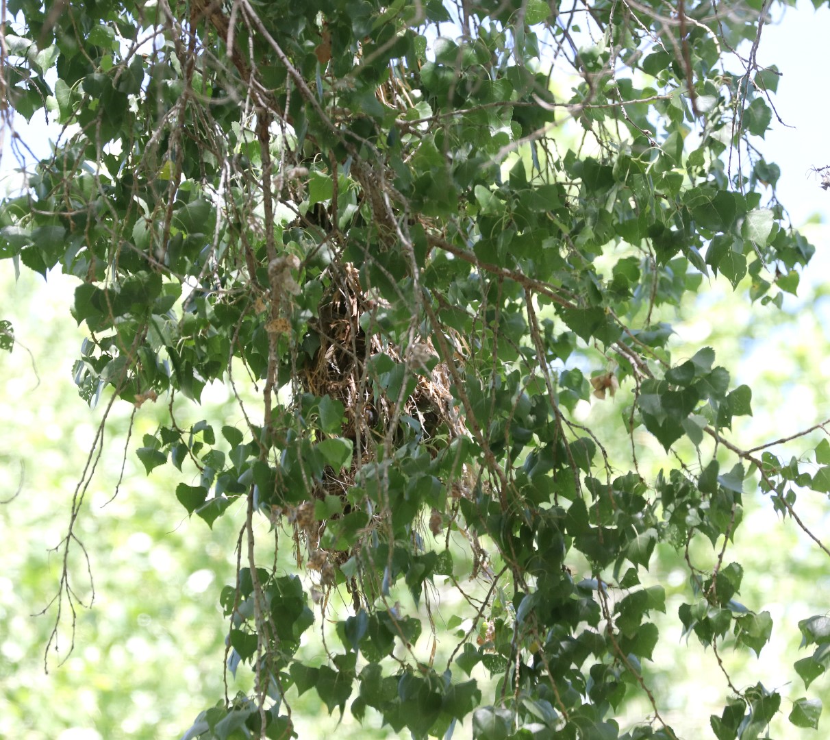 Rose-throated Becard