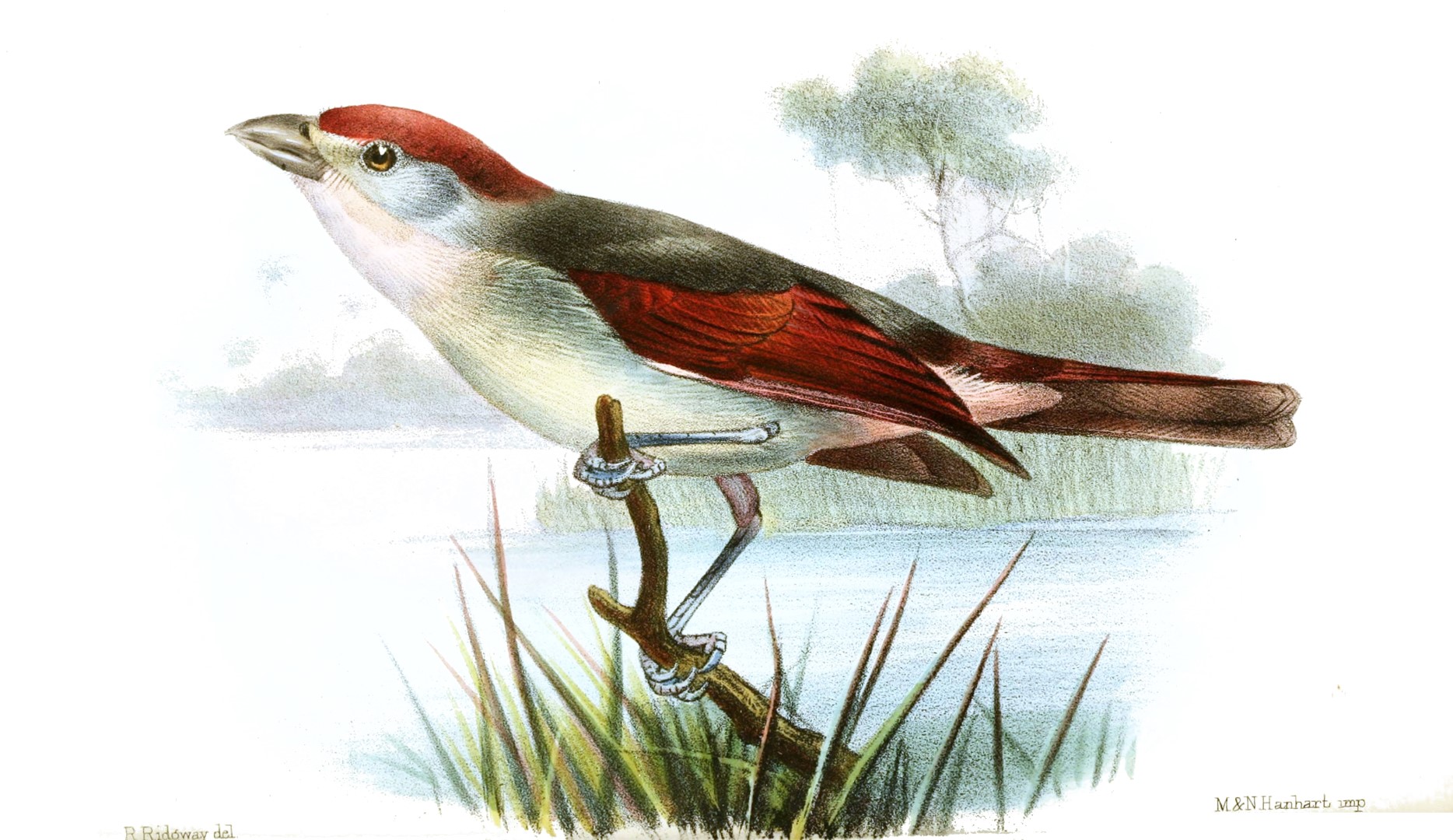 Rose-throated Tanager