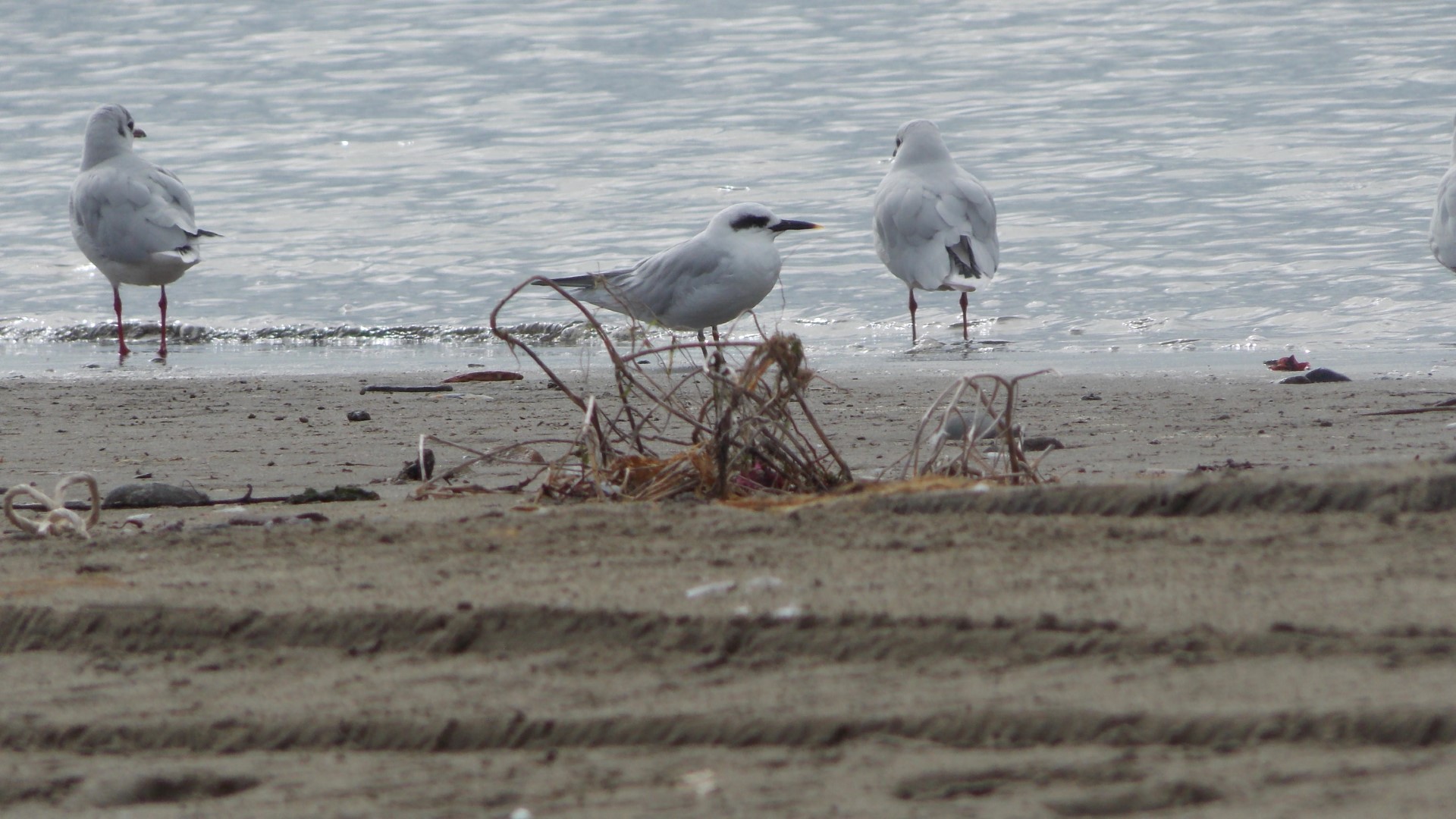 Roseate Tern