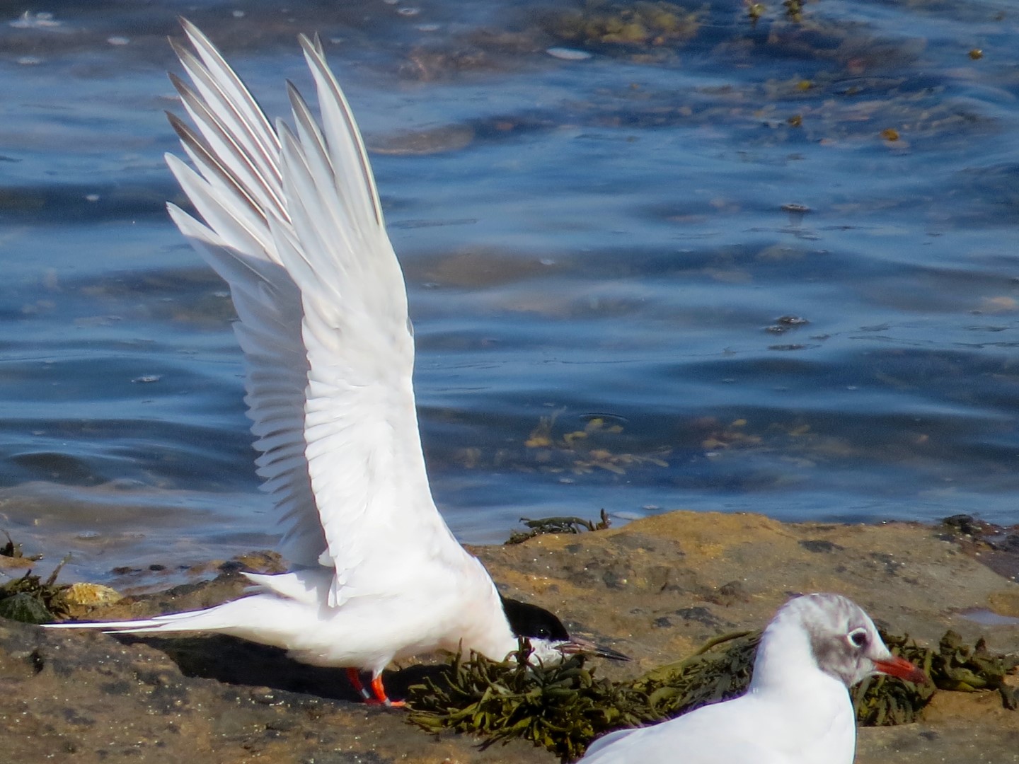Roseate Tern