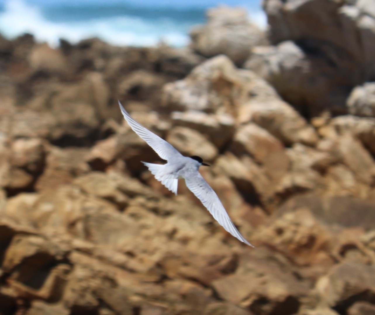 Roseate Tern