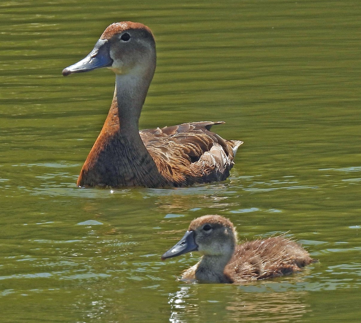 Rosy-billed Pochard