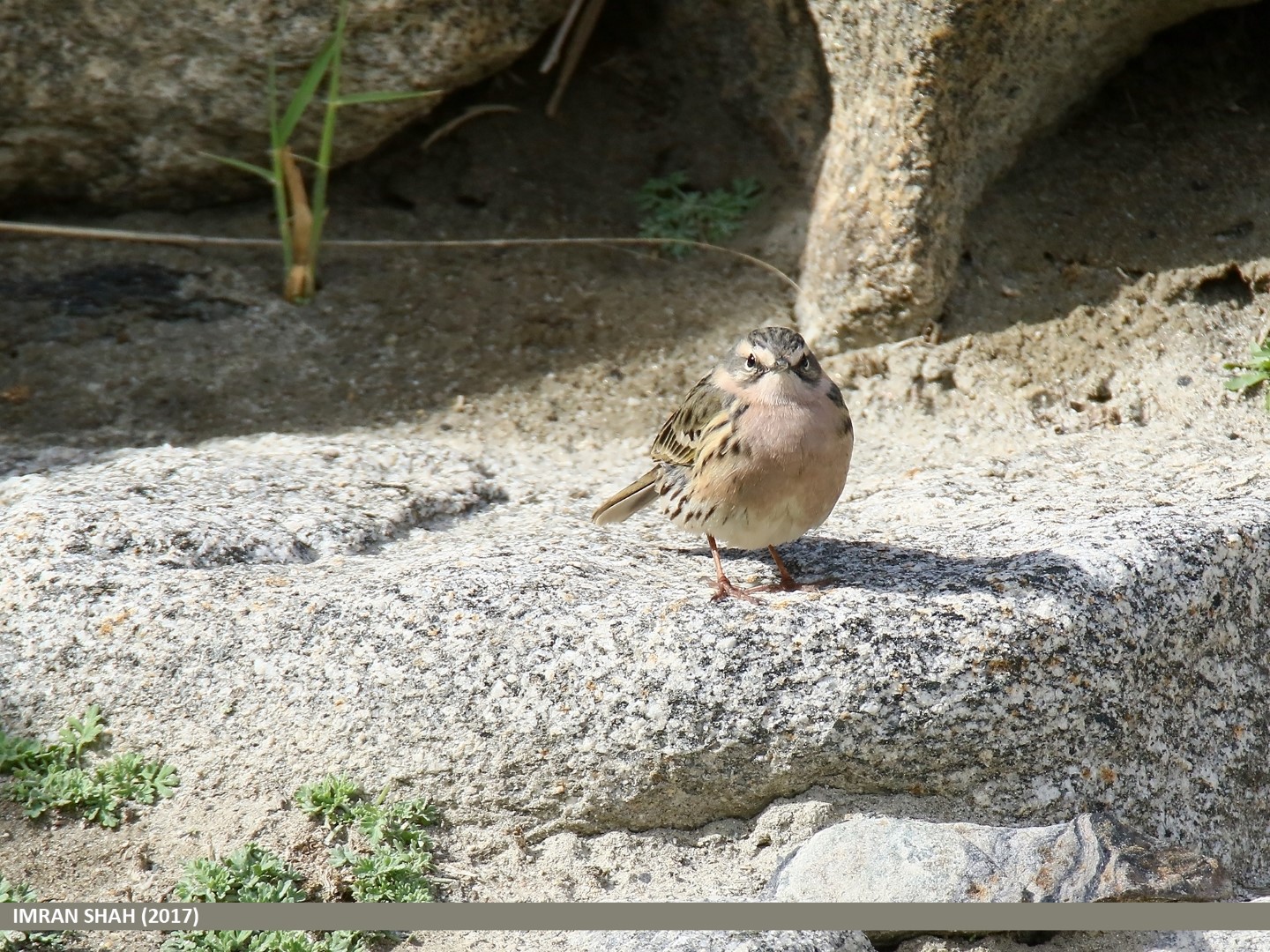 Rosy Pipit