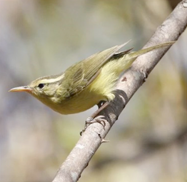 Rote Leaf Warbler