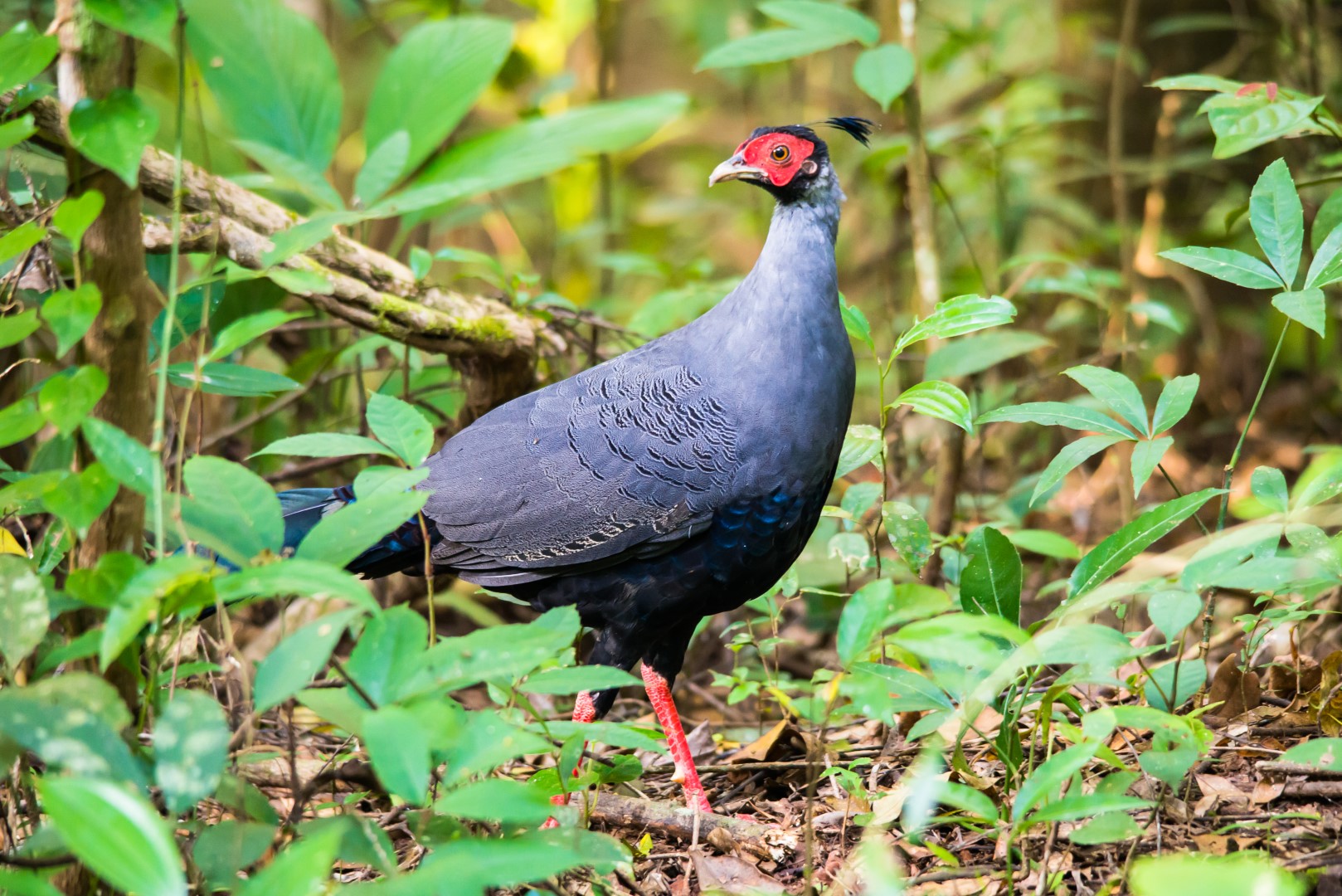 Rothschild's pheasant