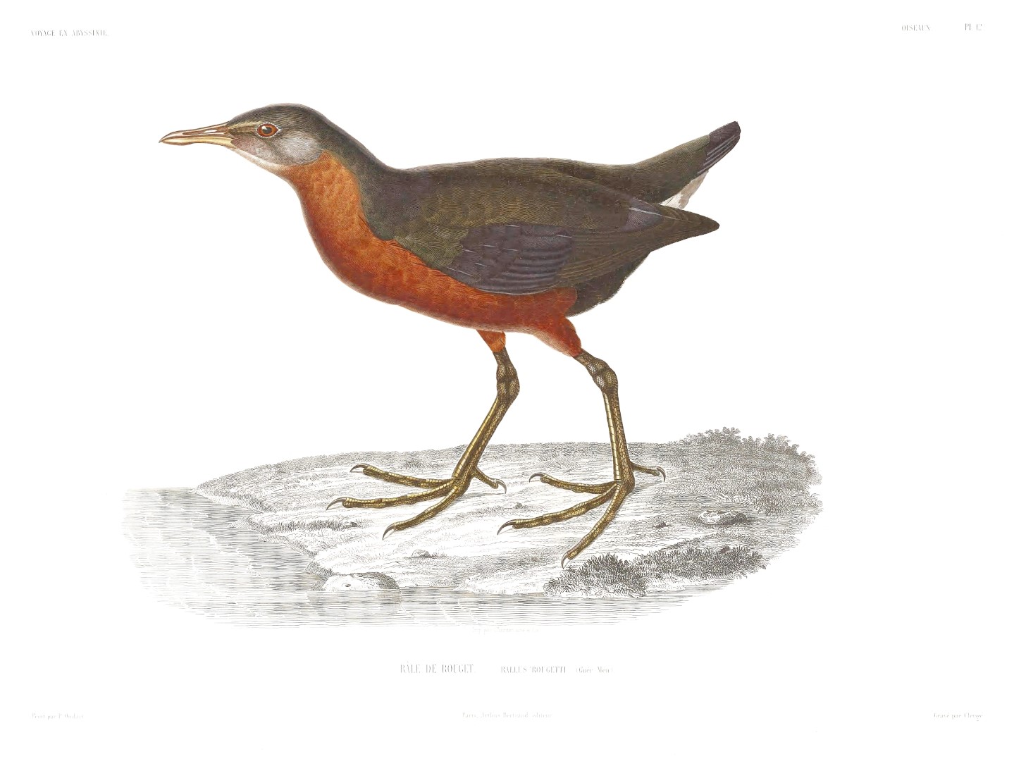 Rouget's Rail