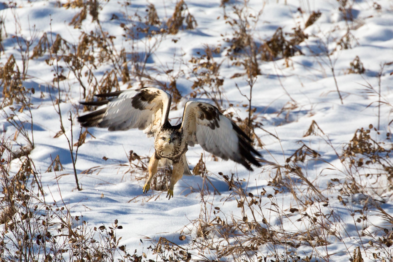 Rough-legged Hawk