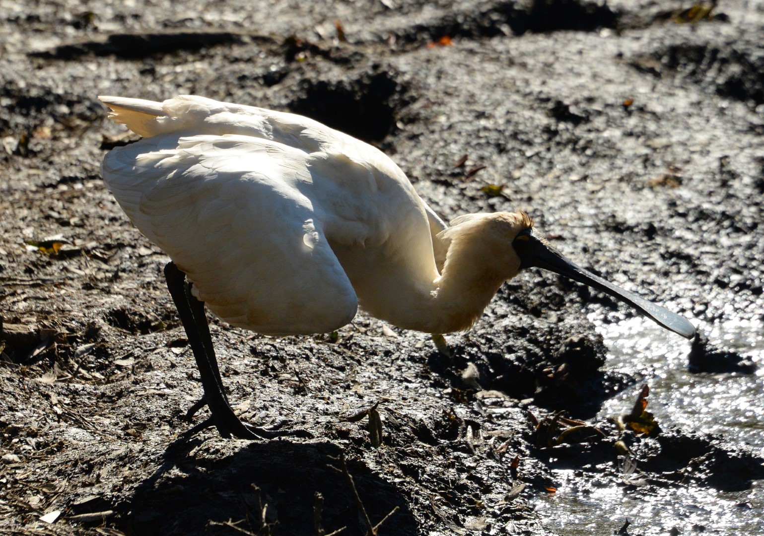 Royal Spoonbill