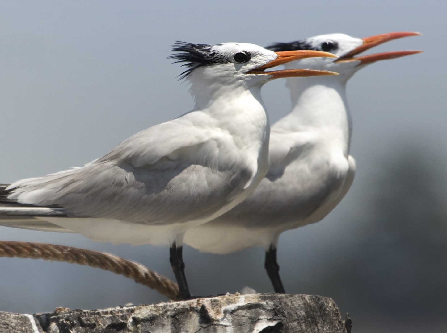Royal Tern