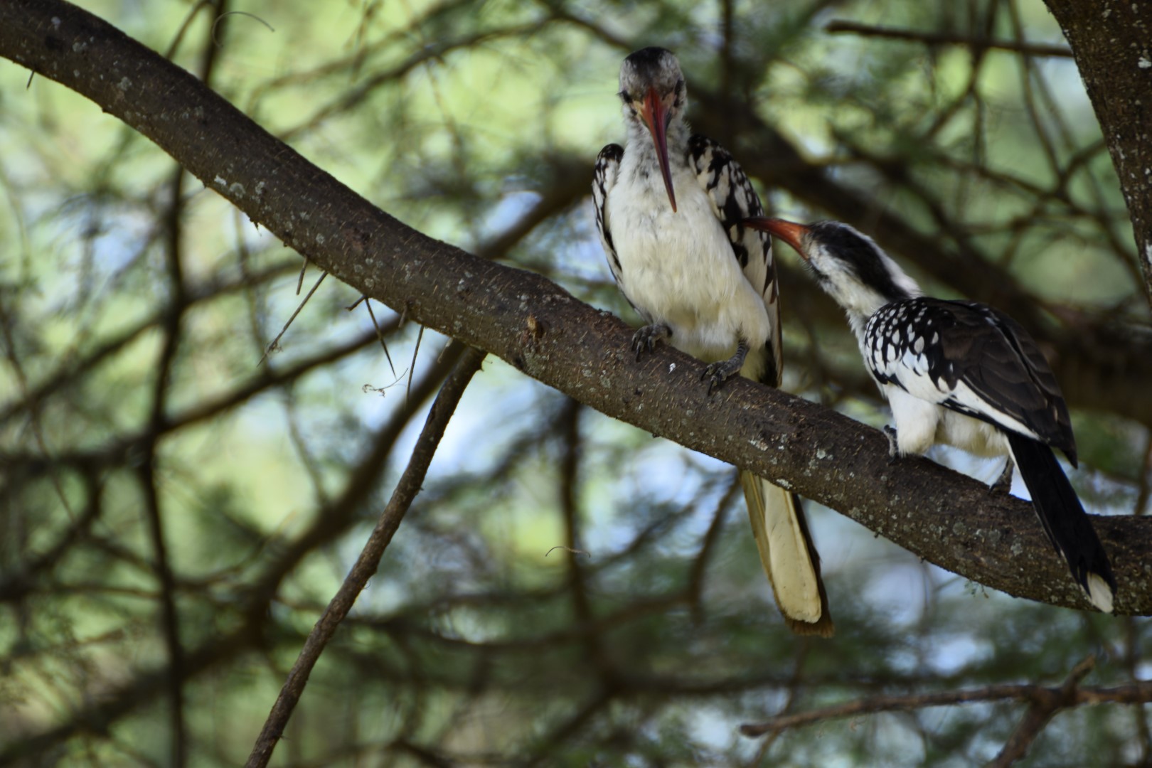 Ruaha hornbill