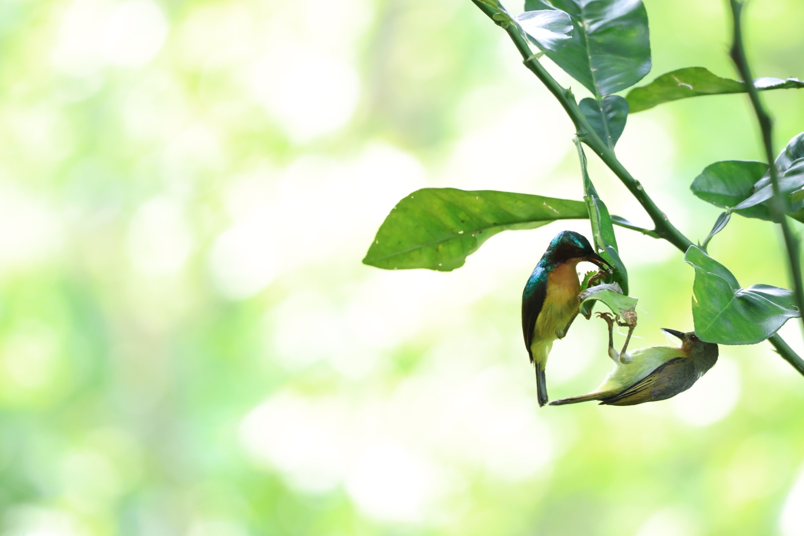 Ruby-cheeked Sunbird