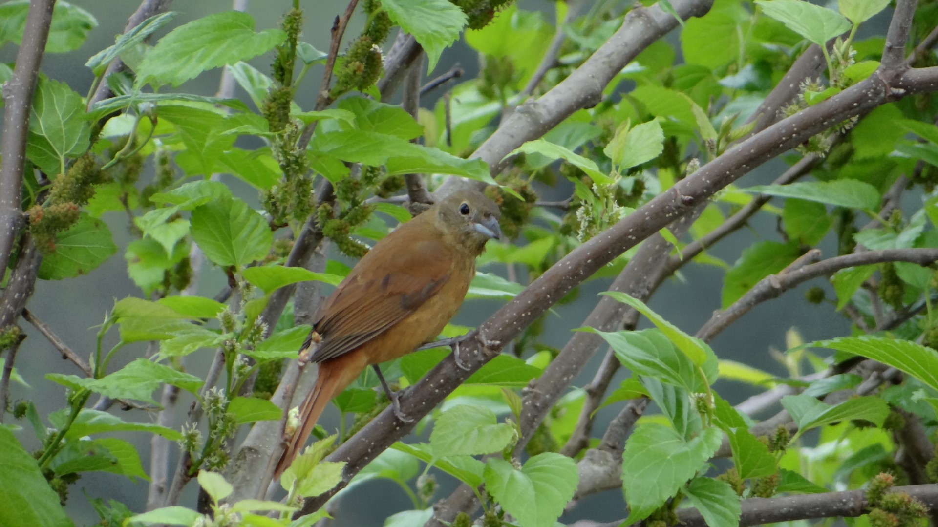 Ruby-crowned Tanager