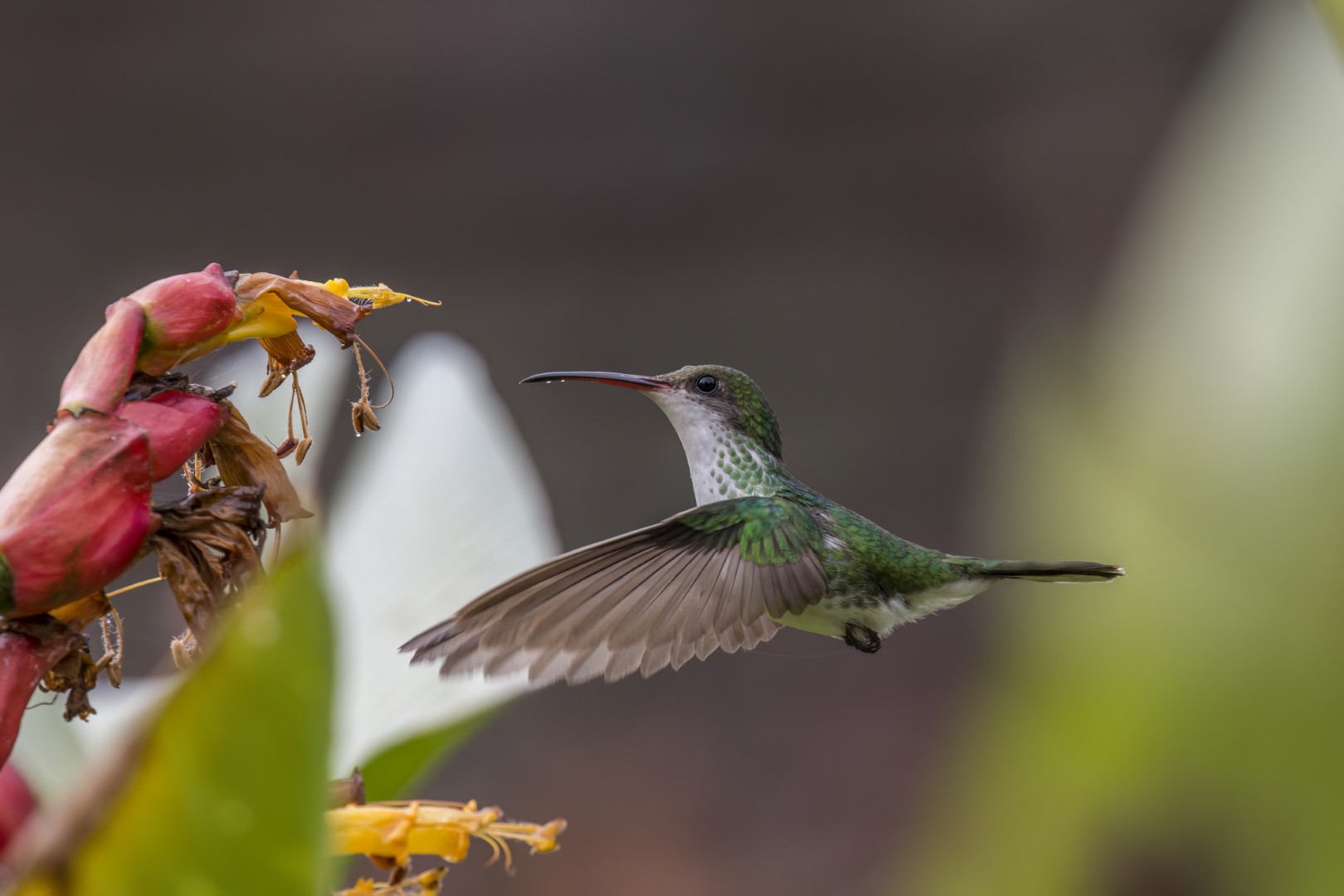Ruby-throated Hummingbird