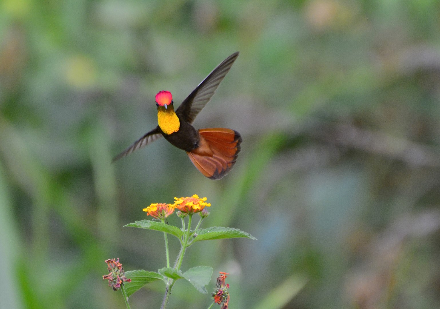Ruby-topaz hummingbird