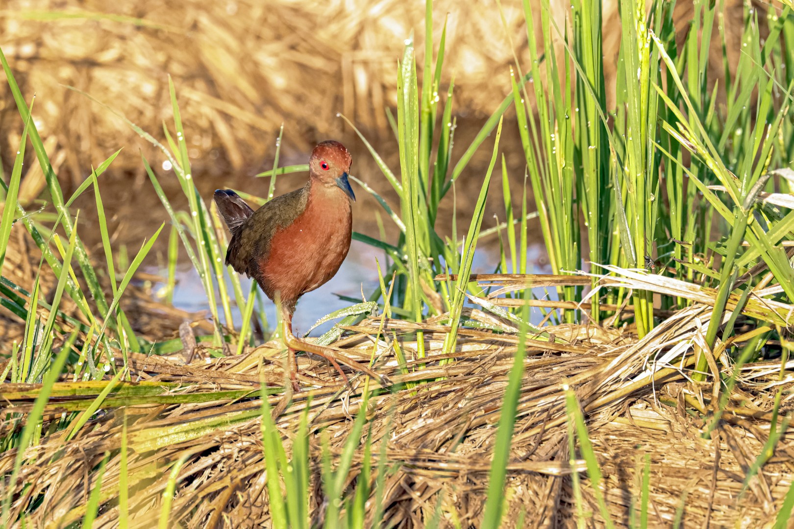 Ruddy-breasted Crake