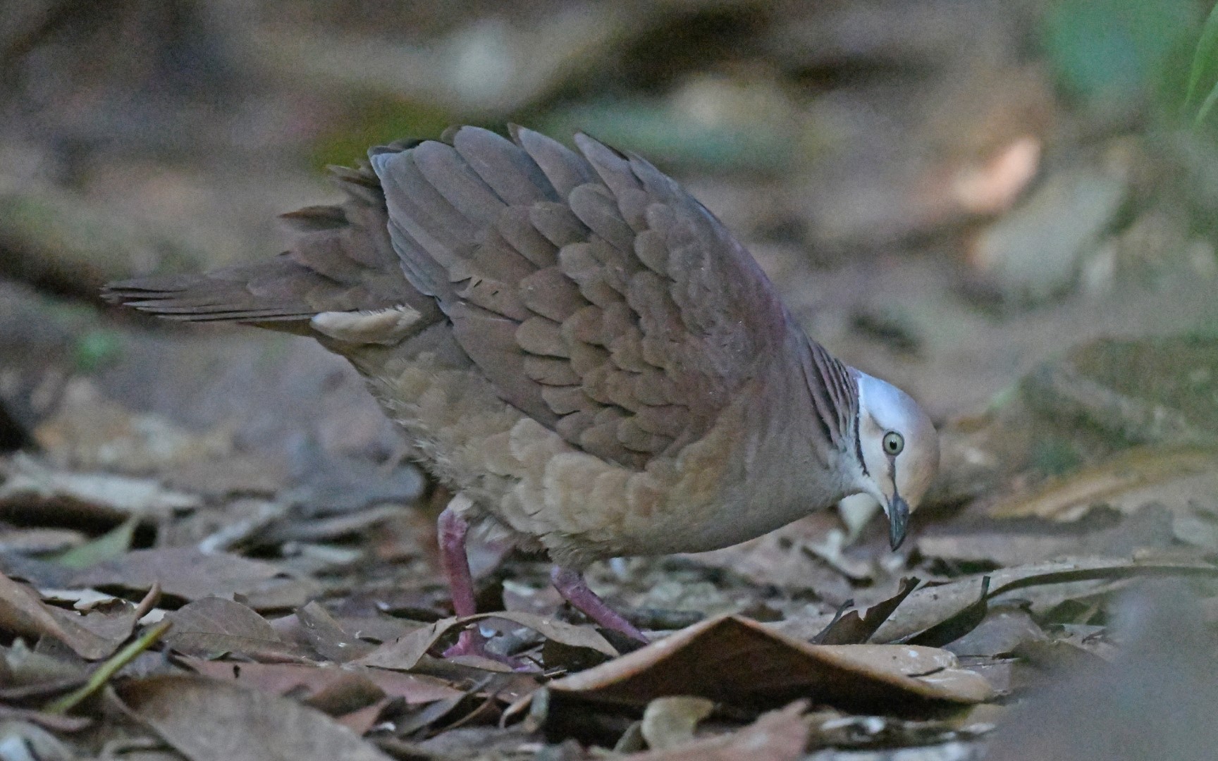 Ruddy-capped Nightingale-Thrush