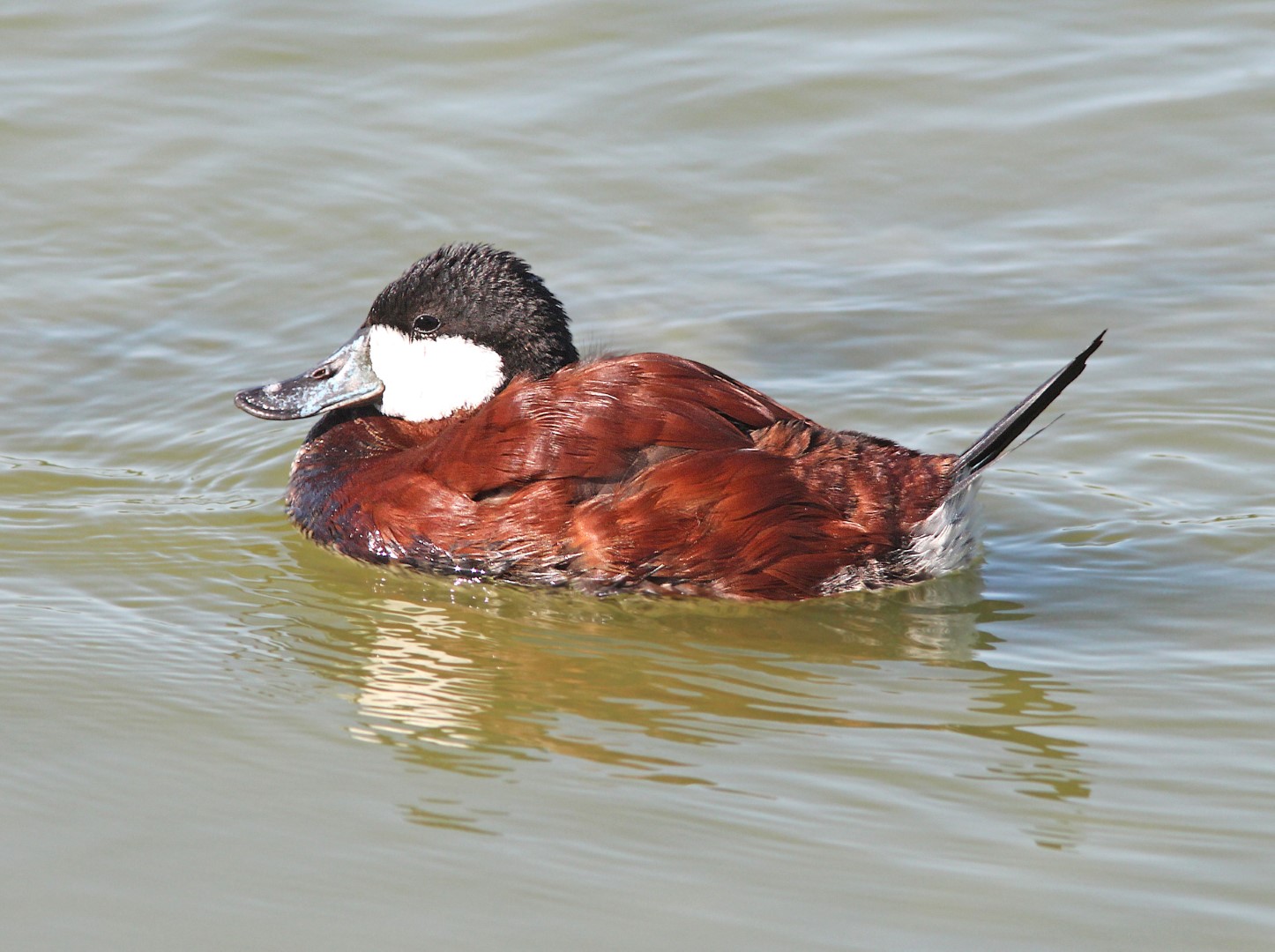 Ruddy Duck