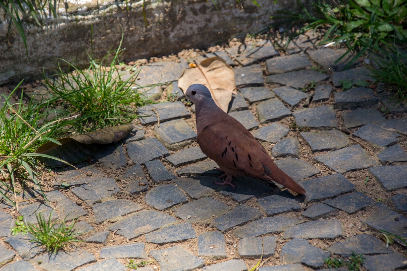 Ruddy Ground Dove