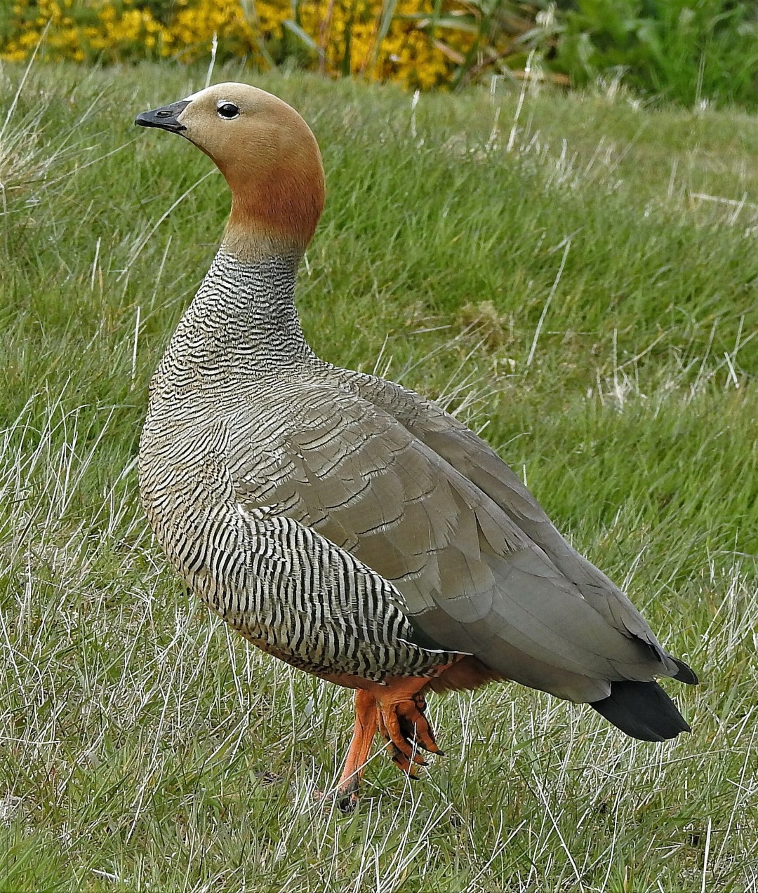 Ruddy-headed Goose