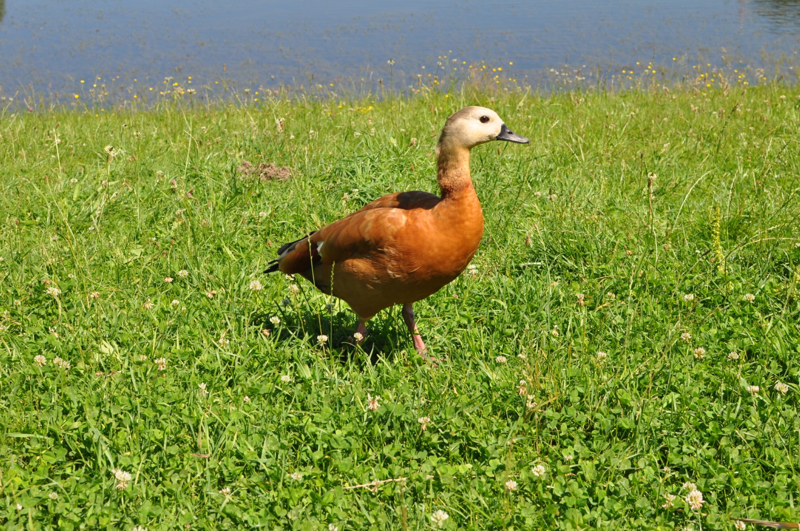Ruddy Shelduck