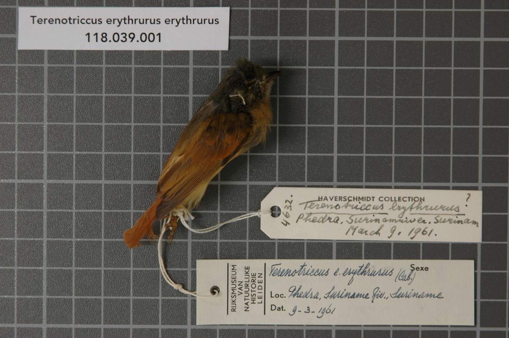 Ruddy-tailed Flycatcher