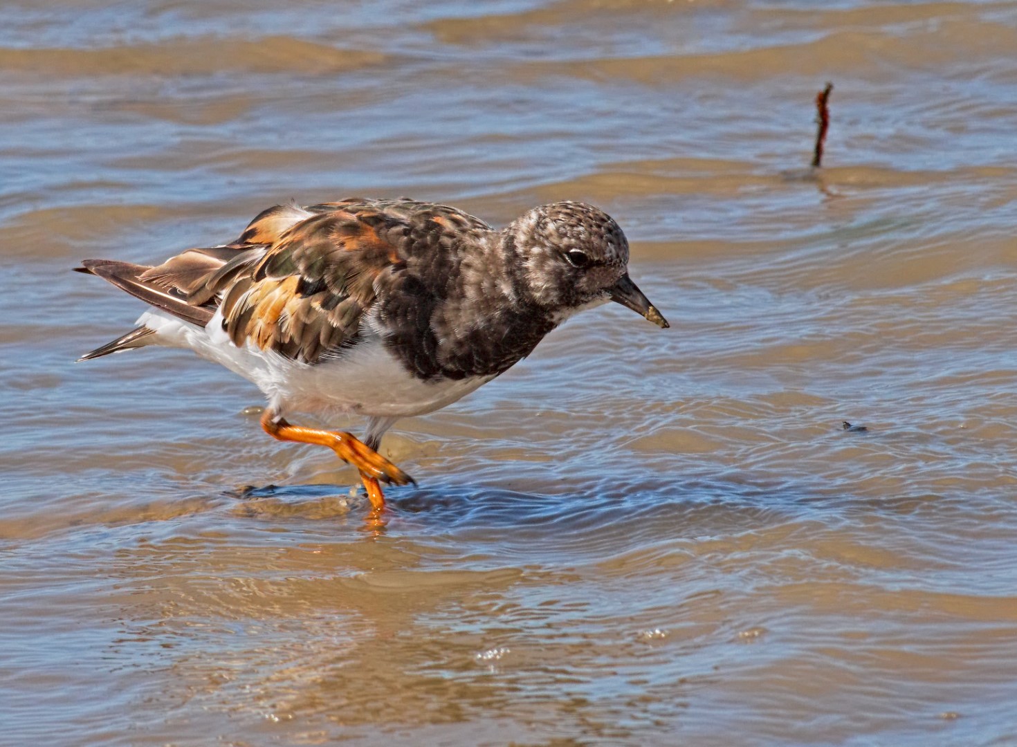 Ruddy Turnstone