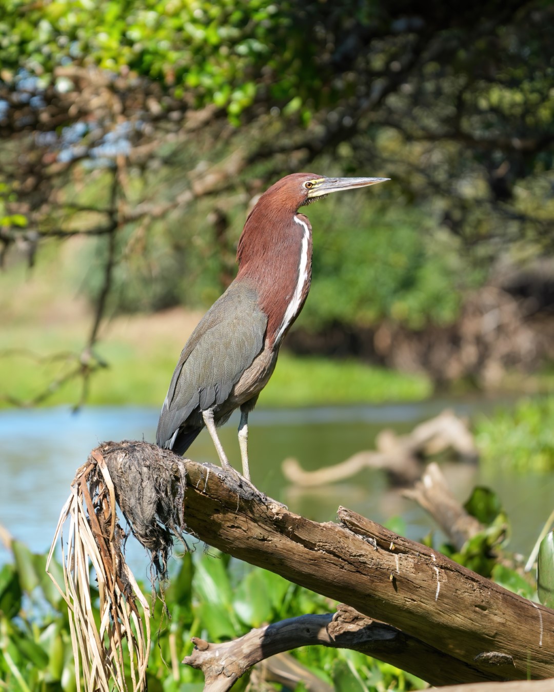 Rufescent Tiger-Heron