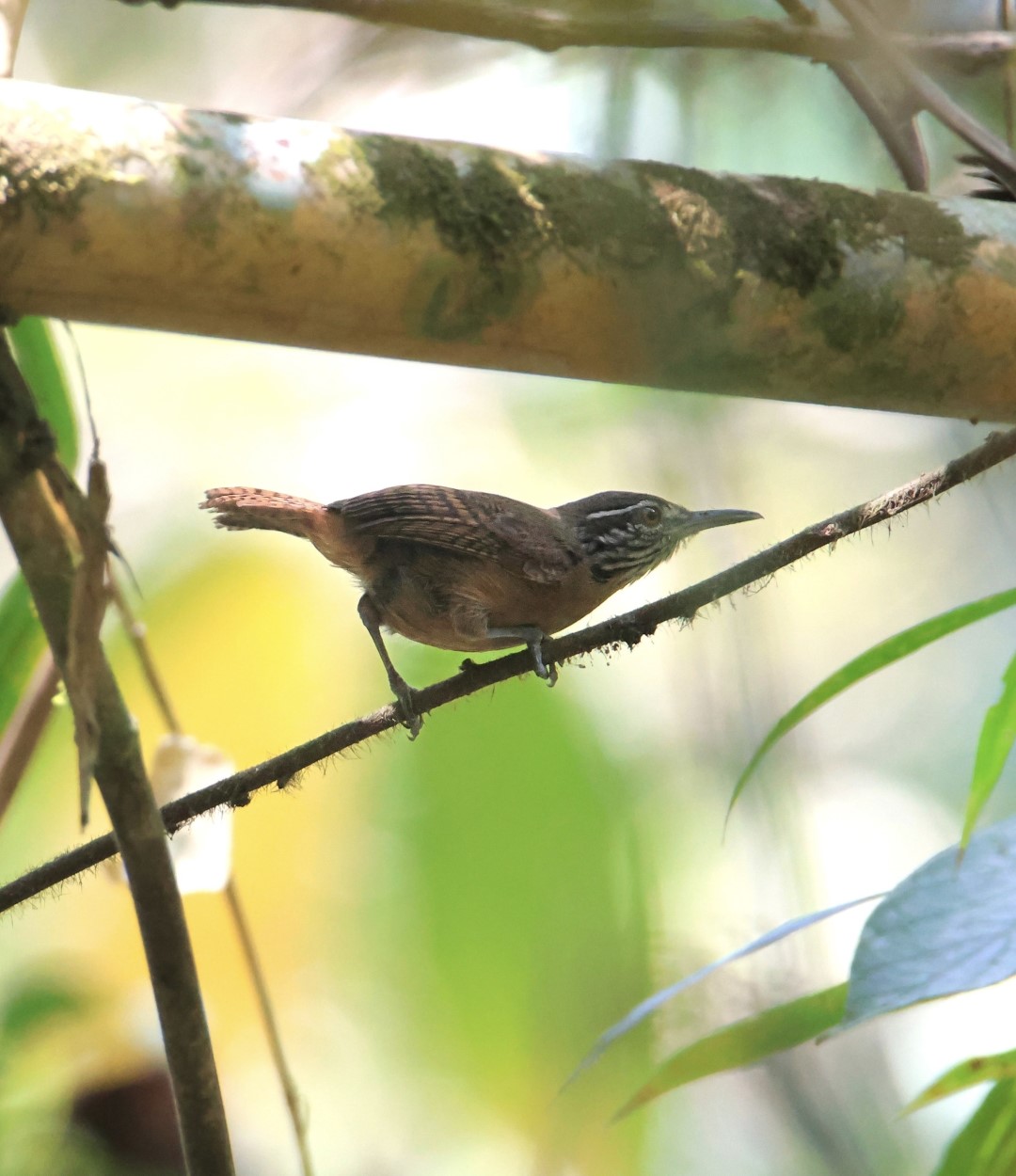 Rufous-and-white Wren