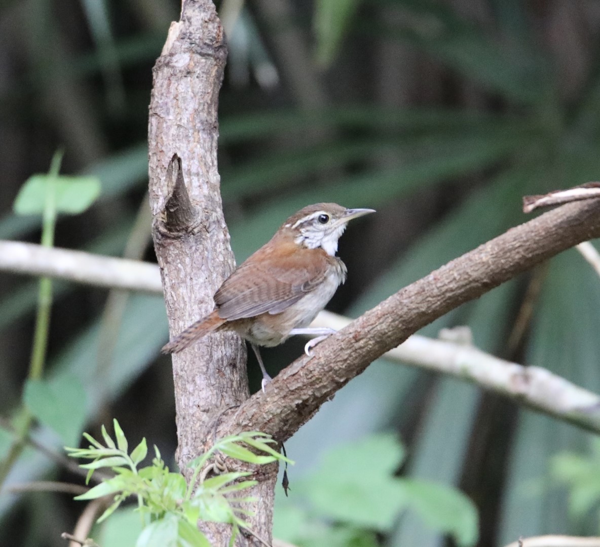 Rufous-and-white Wren
