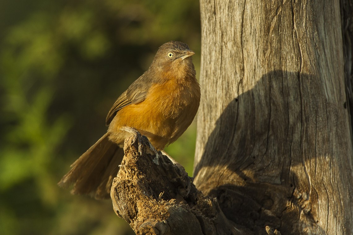Rufous Babbler