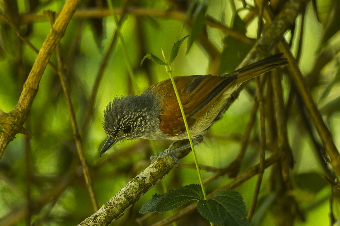 Rufous-backed Antvireo