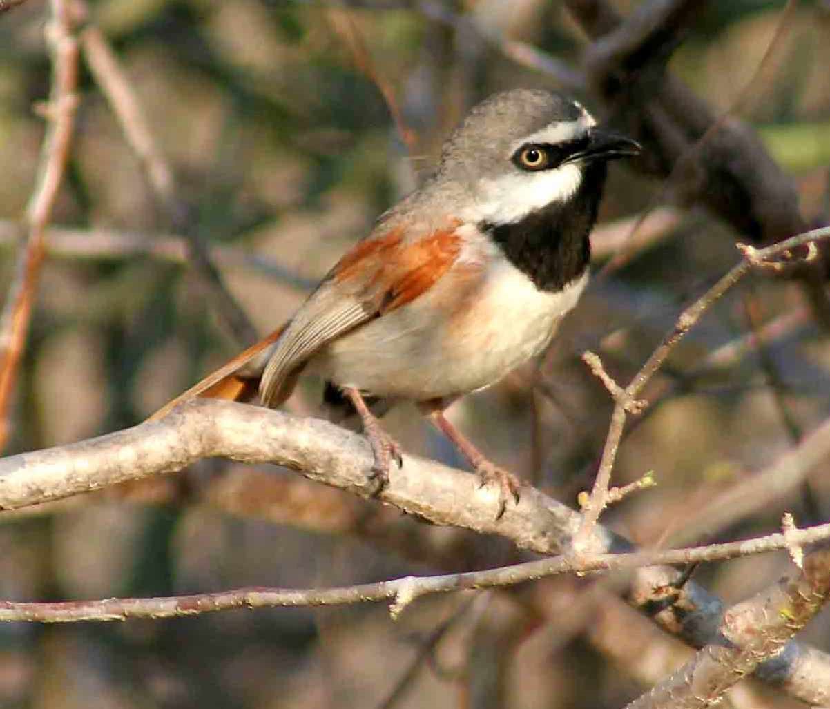 Rufous-backed Honeyeater