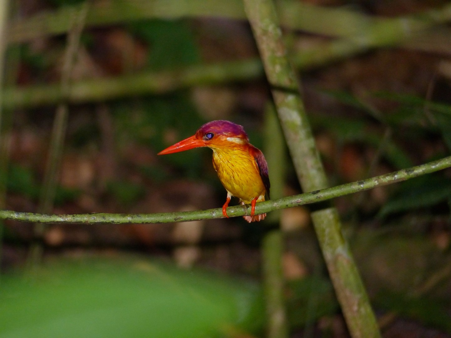 Rufous-backed Kingfisher