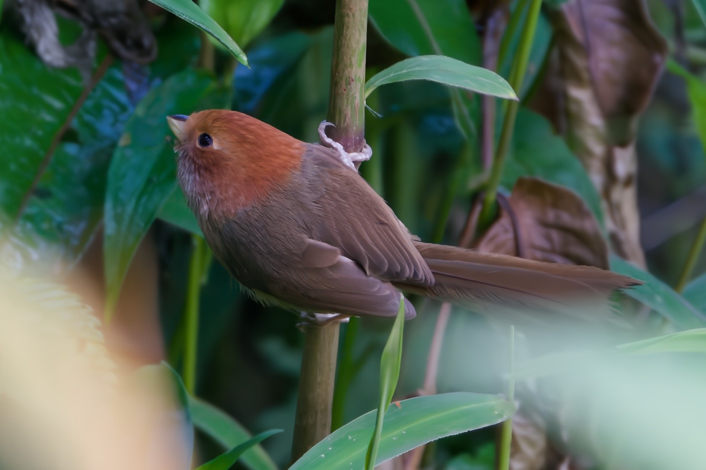 Rufous-backed Sibia