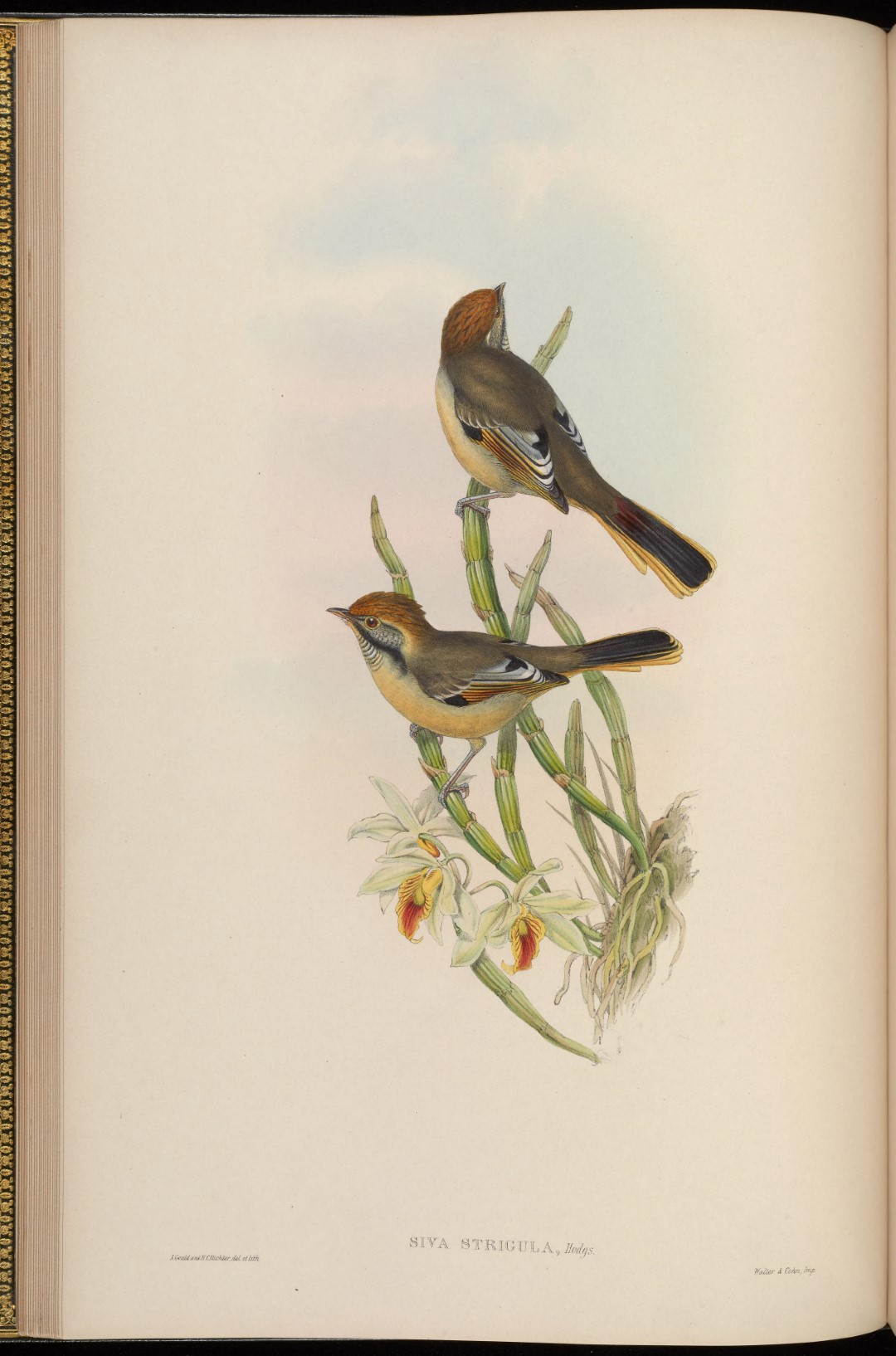 Rufous-backed Sibia
